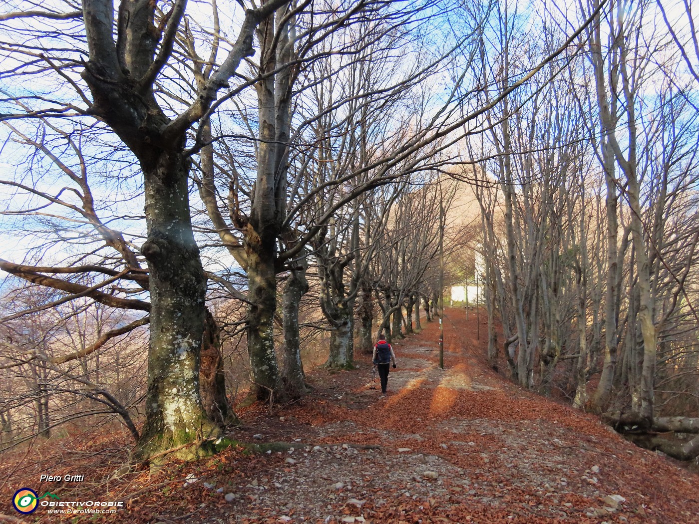 16 Viale di faggi secolari.JPG